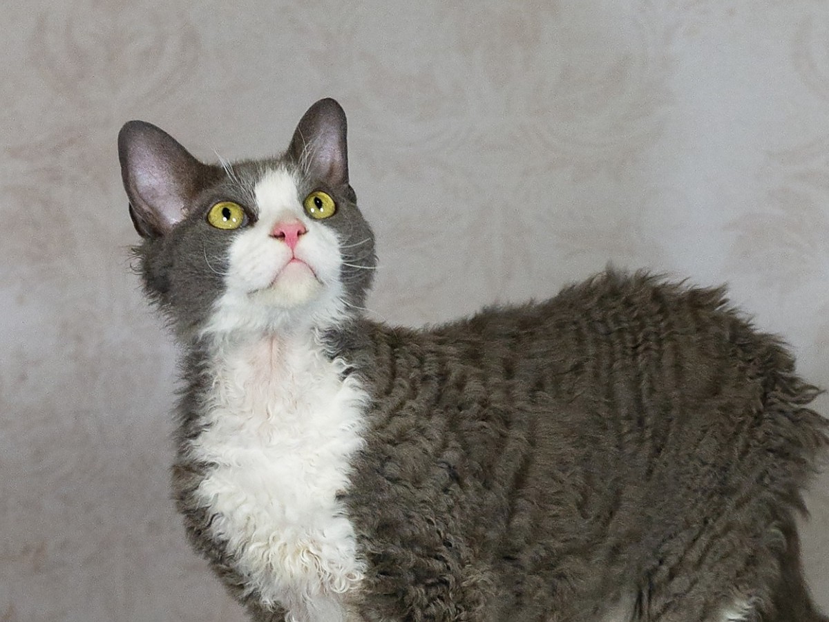 Portrét kočky devon rex